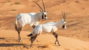 18 facts about Saudi wildlife.