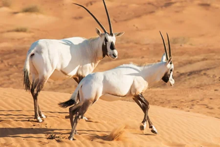 18 facts about Saudi wildlife.